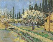 Vincent Van Gogh Orchard in Blossom,Bordered by Cypresses (nn04) France oil painting reproduction